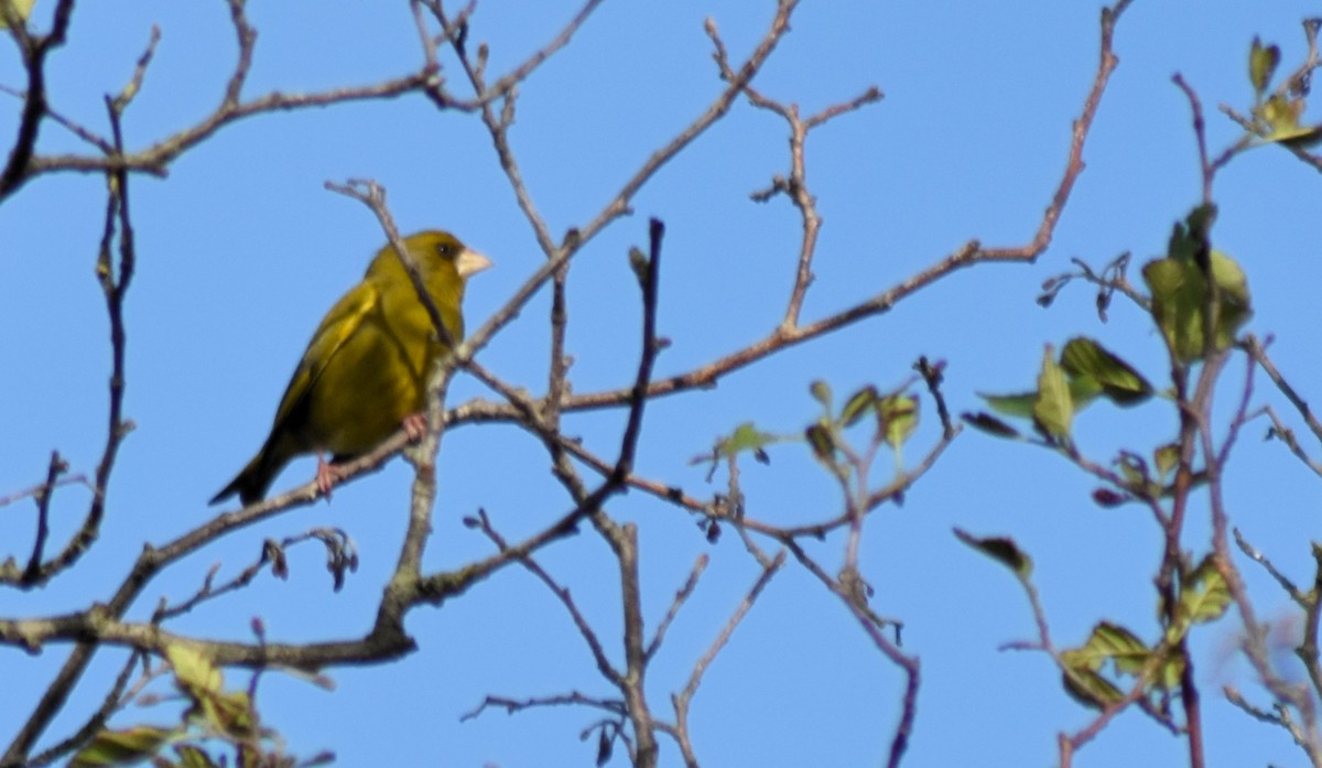 European Greenfinch - ML616762830