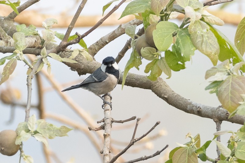 Cinereous Tit - ML616762876