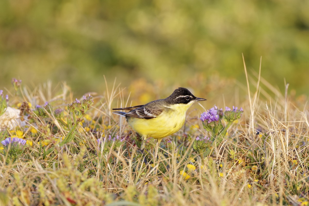 Western Yellow Wagtail (superciliaris-type intergrade) - ML616762890