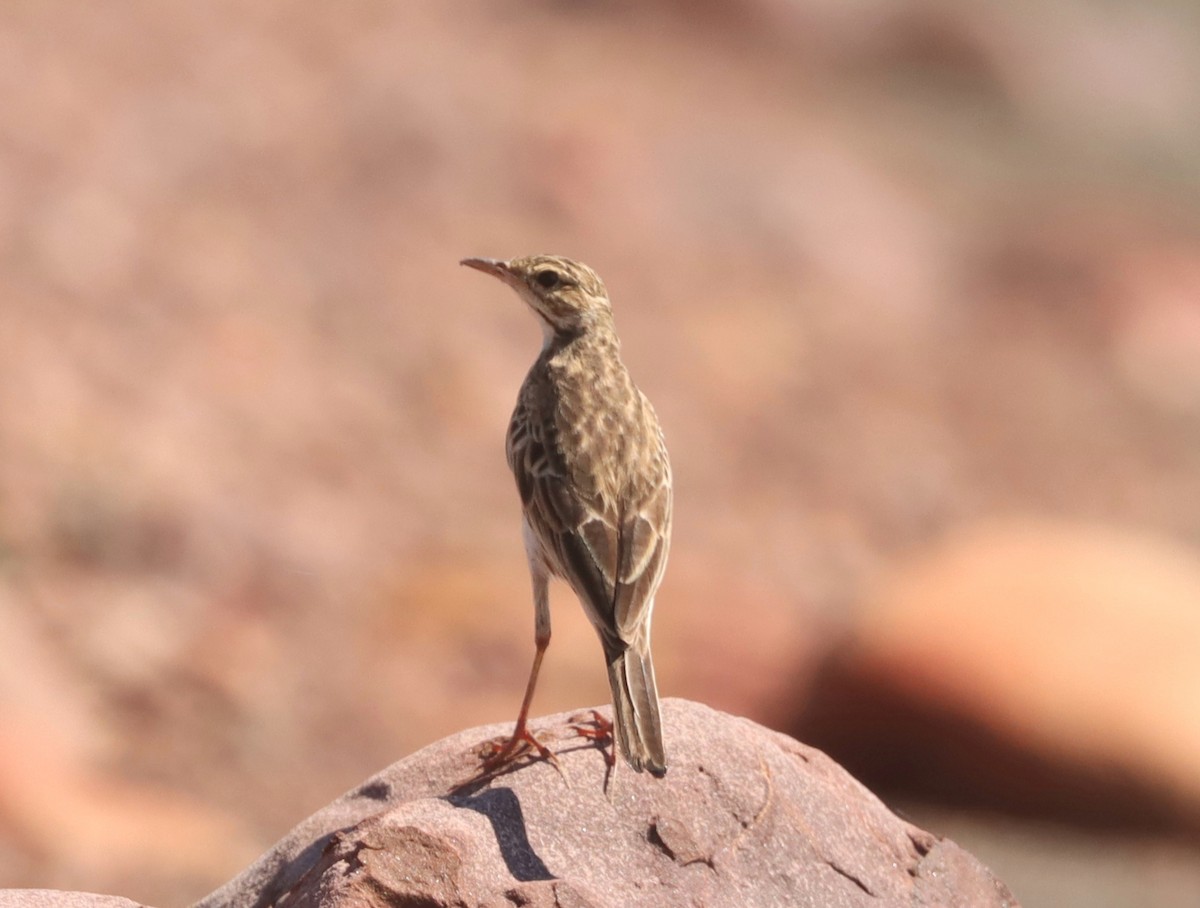 Australian Pipit - ML616762958