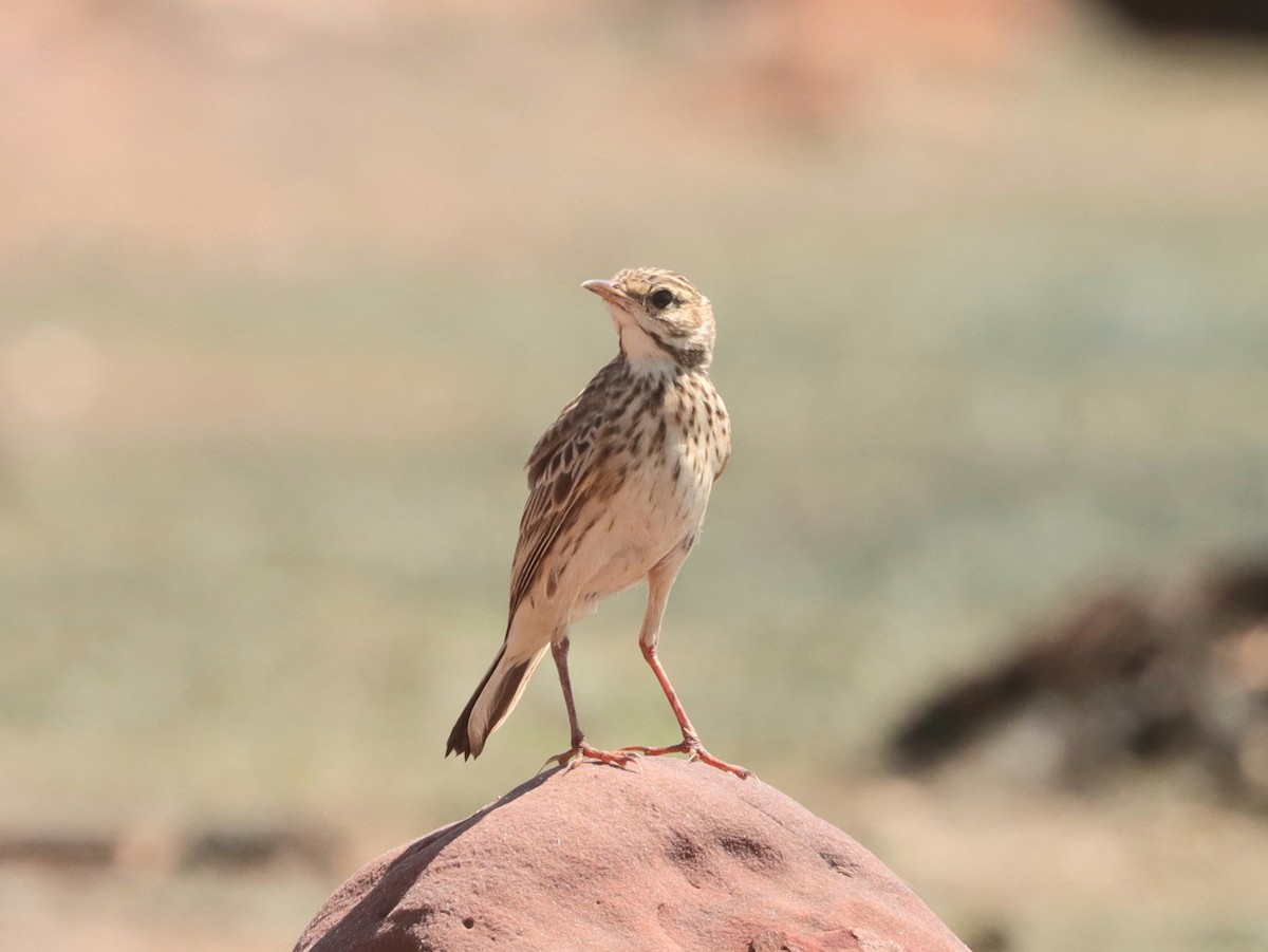 Australian Pipit - ML616762959