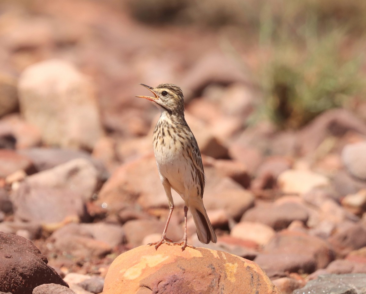 Australian Pipit - ML616762960