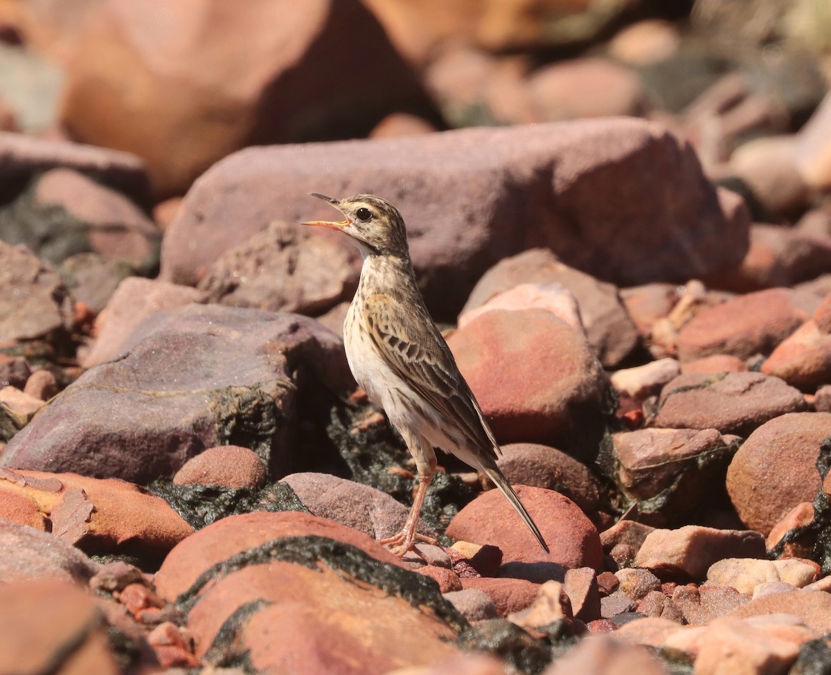 Australian Pipit - ML616762961