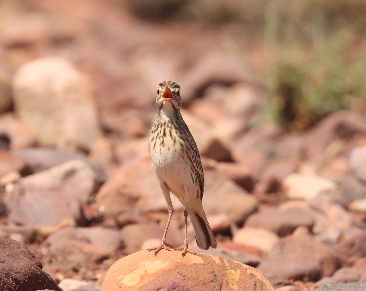 Australian Pipit - ML616762962