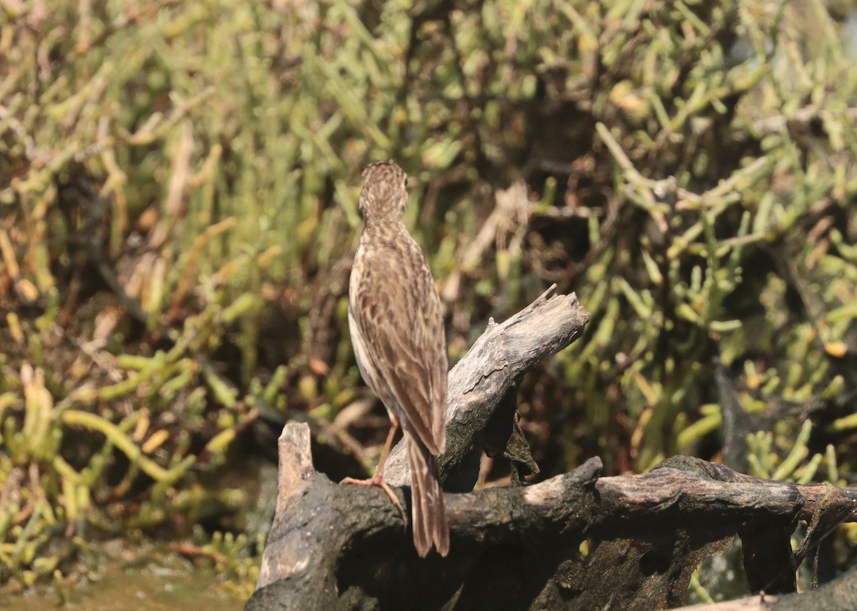 Australian Pipit - ML616762963