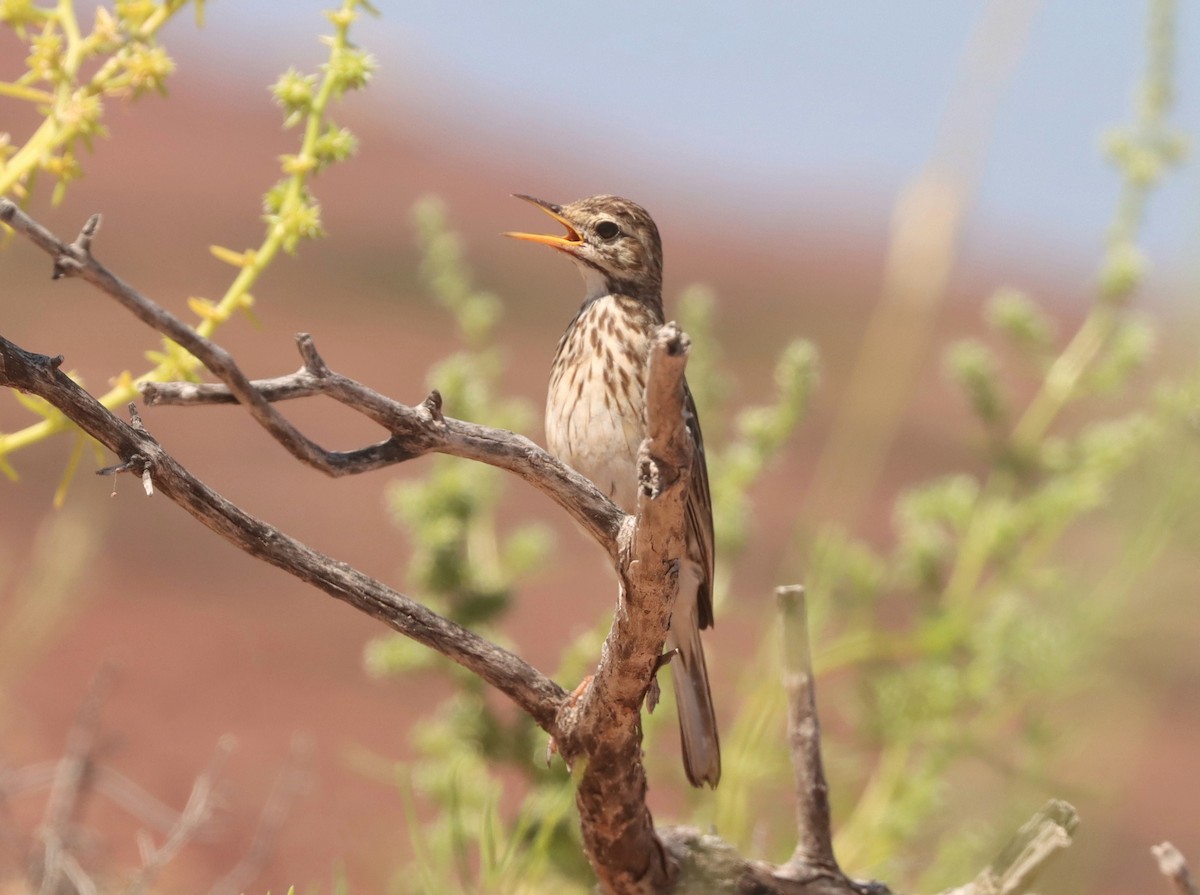 Australian Pipit - ML616762964