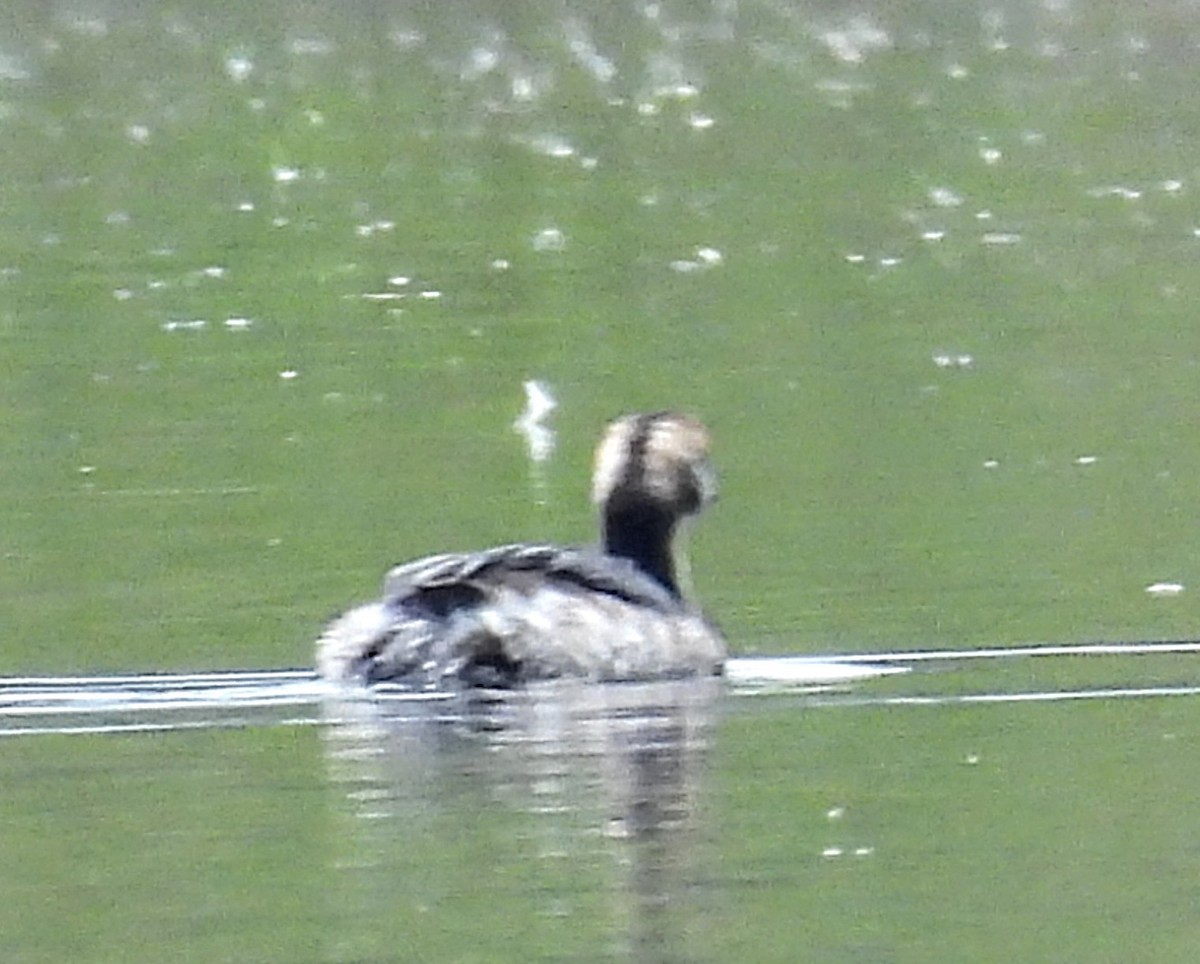 Horned Grebe - ML616762969