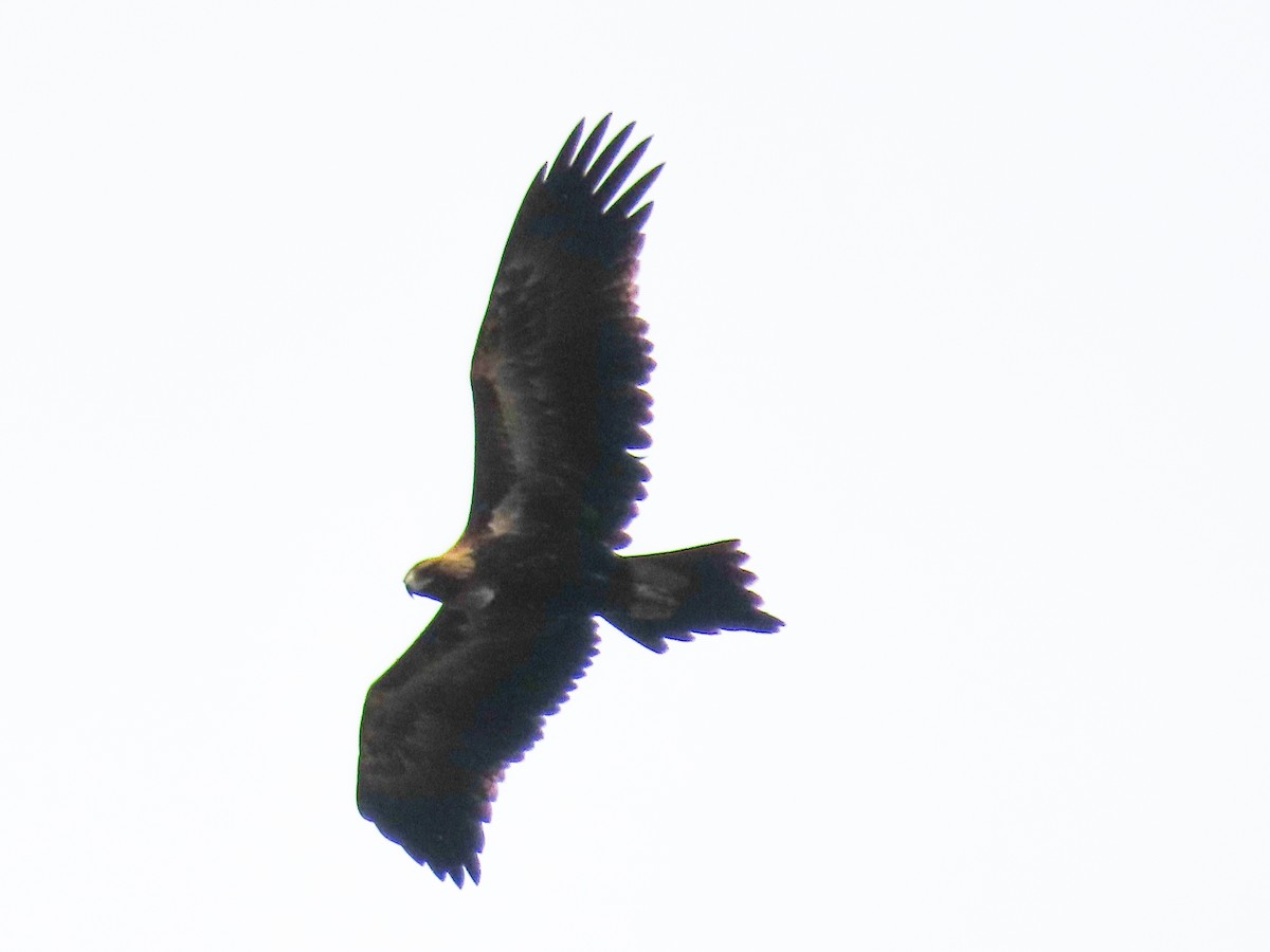 Wedge-tailed Eagle - Rolo Rodsey