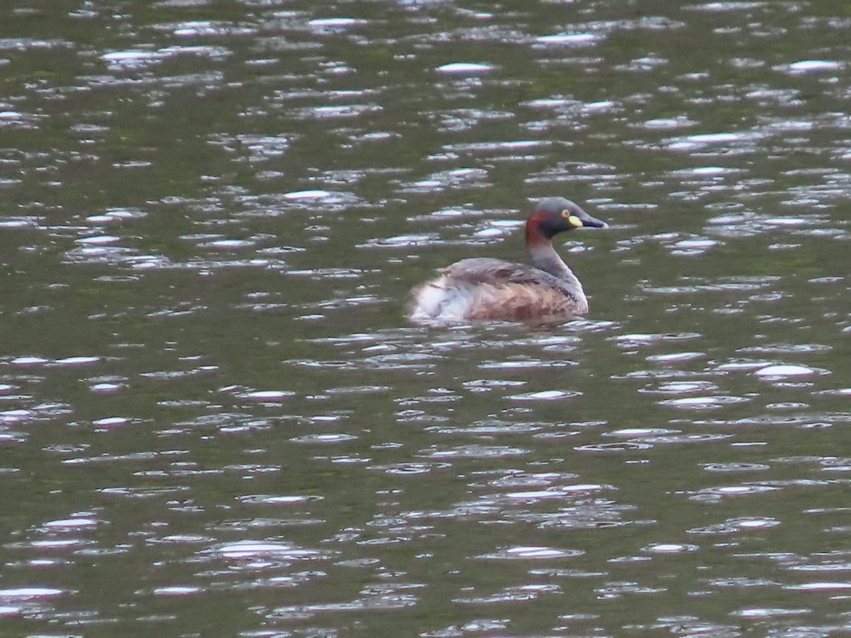 Australasian Grebe - ML616763000