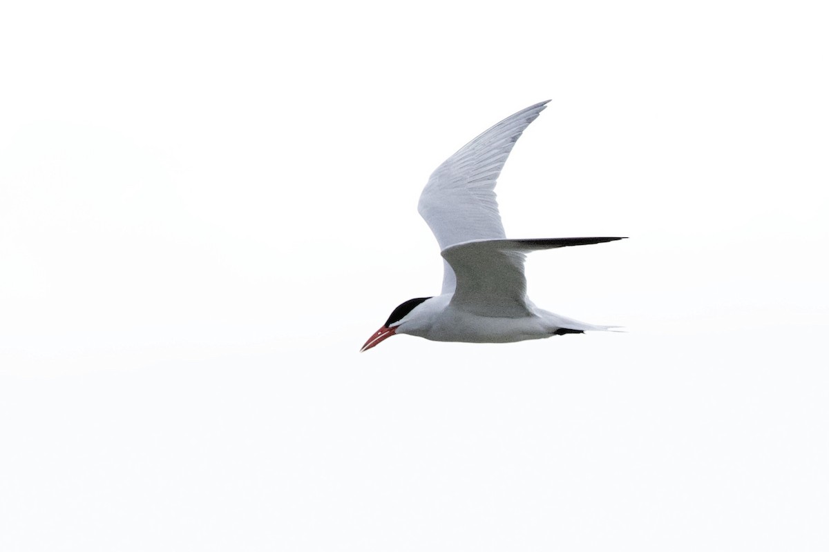 Royal Tern - Lee Burke