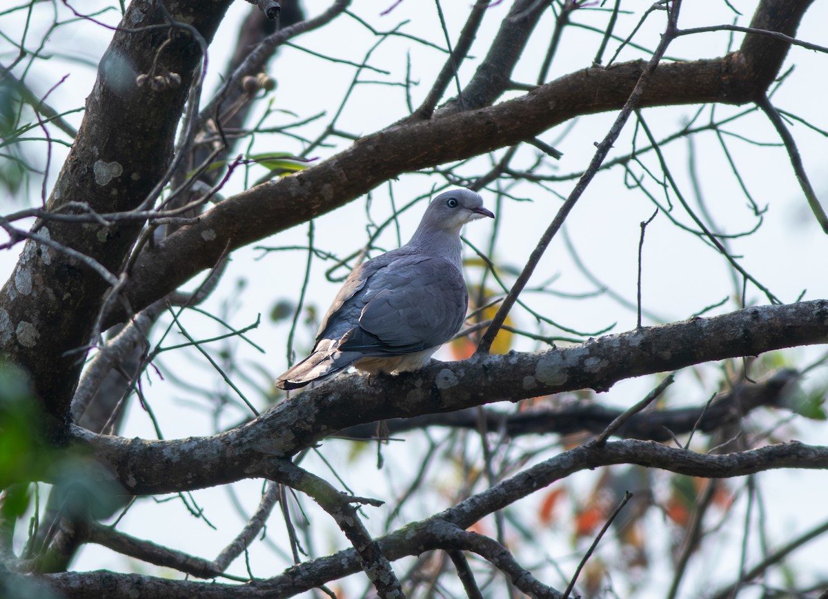 Mountain Imperial-Pigeon - ML616763009