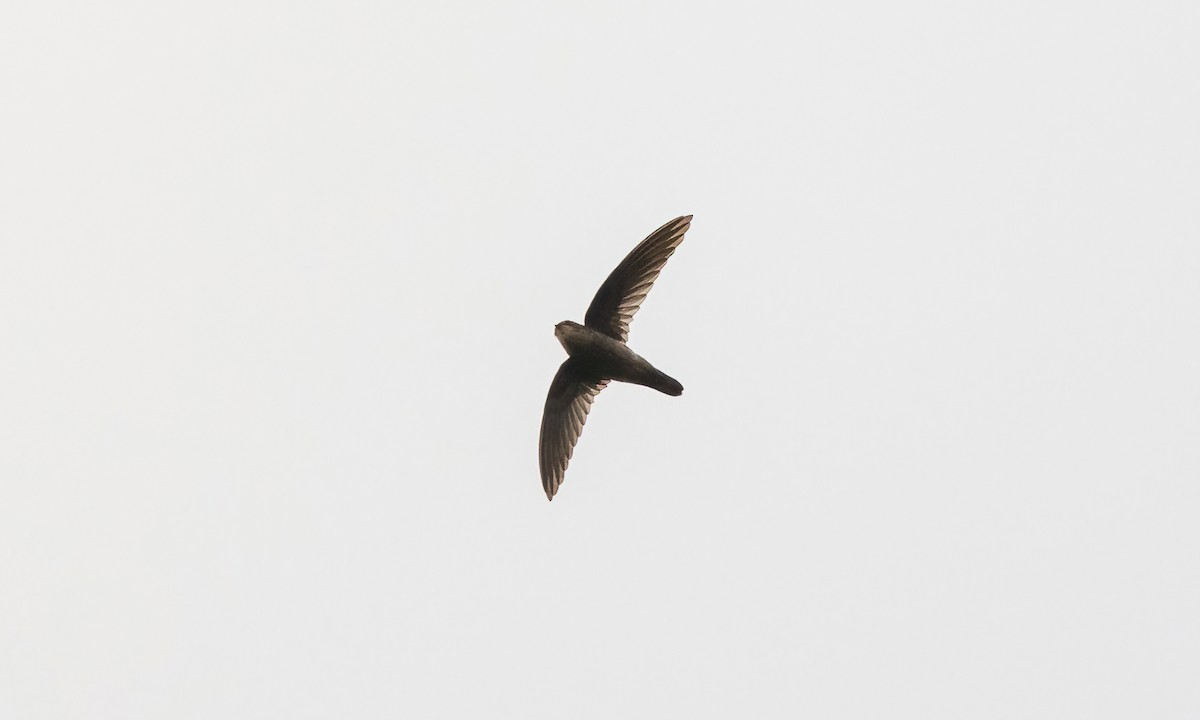 Ameline Swiftlet - Paul Fenwick