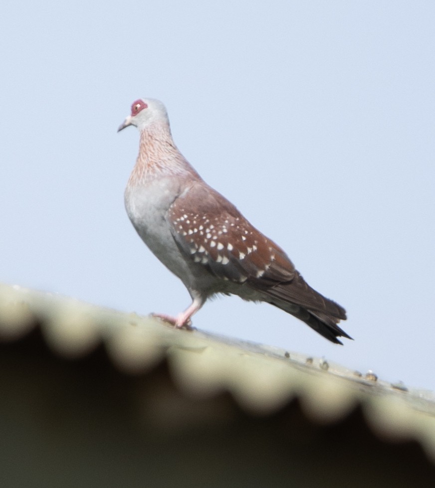 Speckled Pigeon - ML616763081