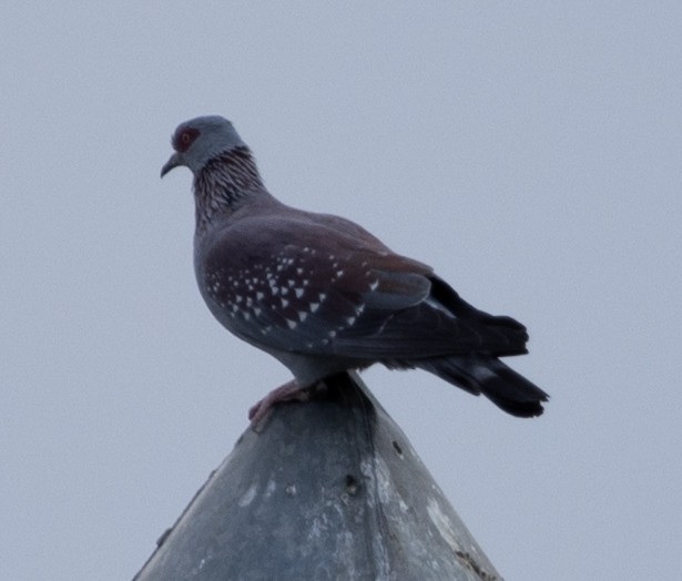 Pigeon roussard - ML616763083