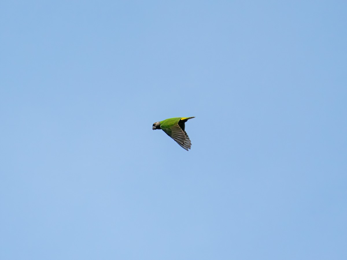 Senegal Parrot - ML616763135