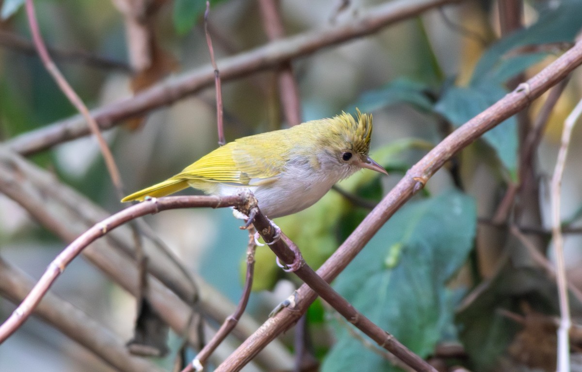 White-bellied Erpornis - ML616763156