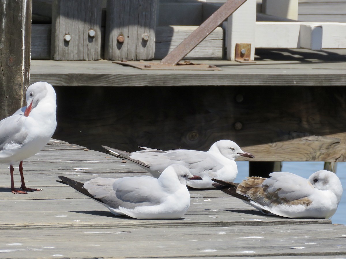 Gray-hooded Gull - ML616763206