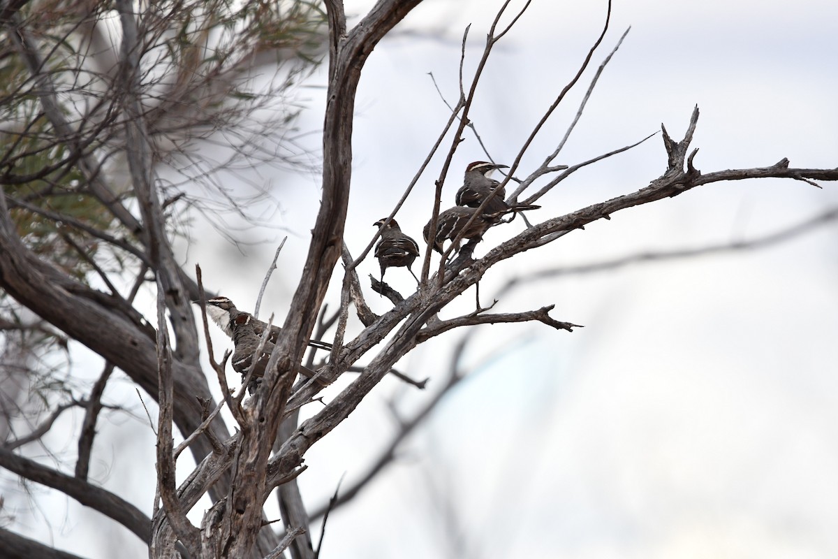 Chestnut-crowned Babbler - ML616763215