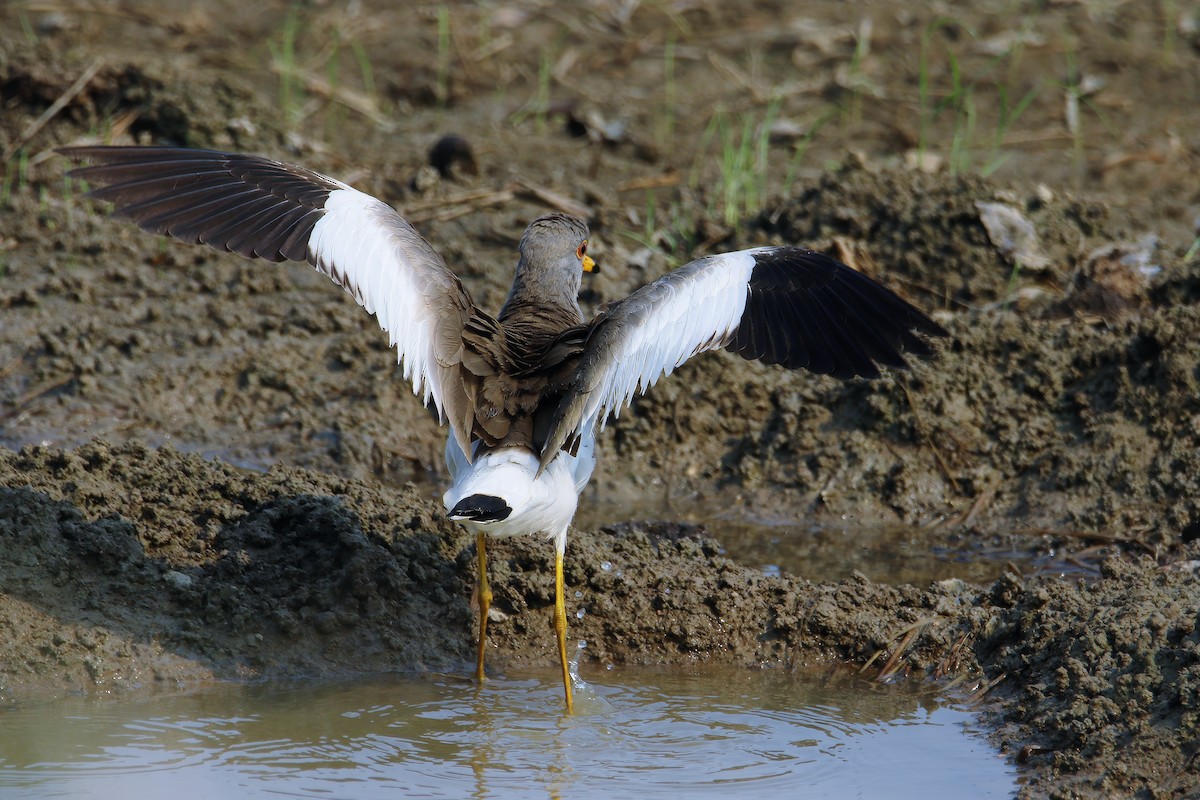 Gray-headed Lapwing - ML616763224