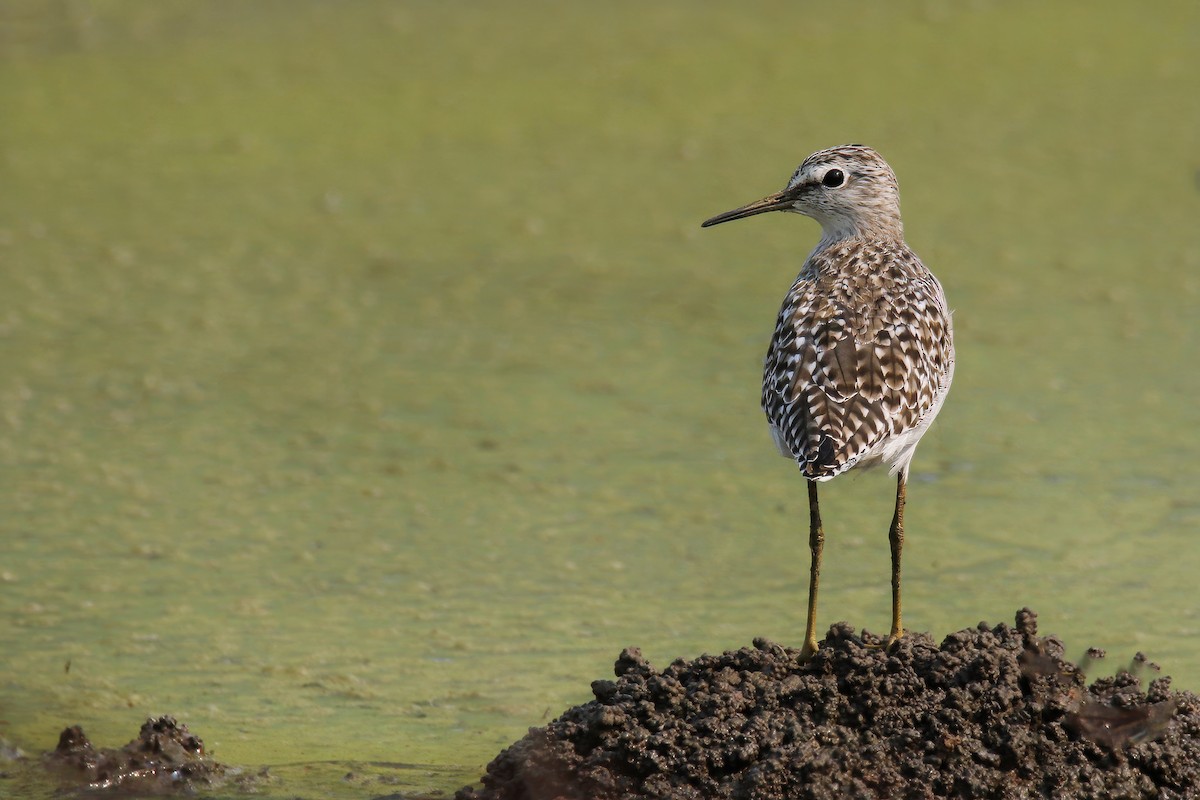 Wood Sandpiper - ML616763236