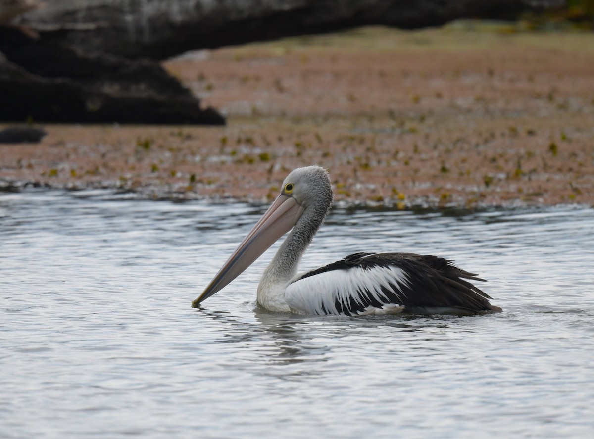 pelikán australský - ML616763253