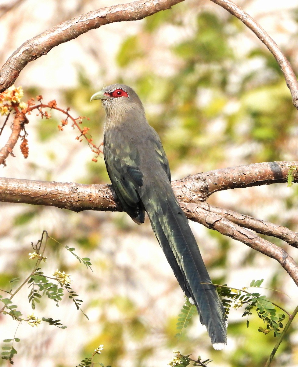 Green-billed Malkoha - ML616763256