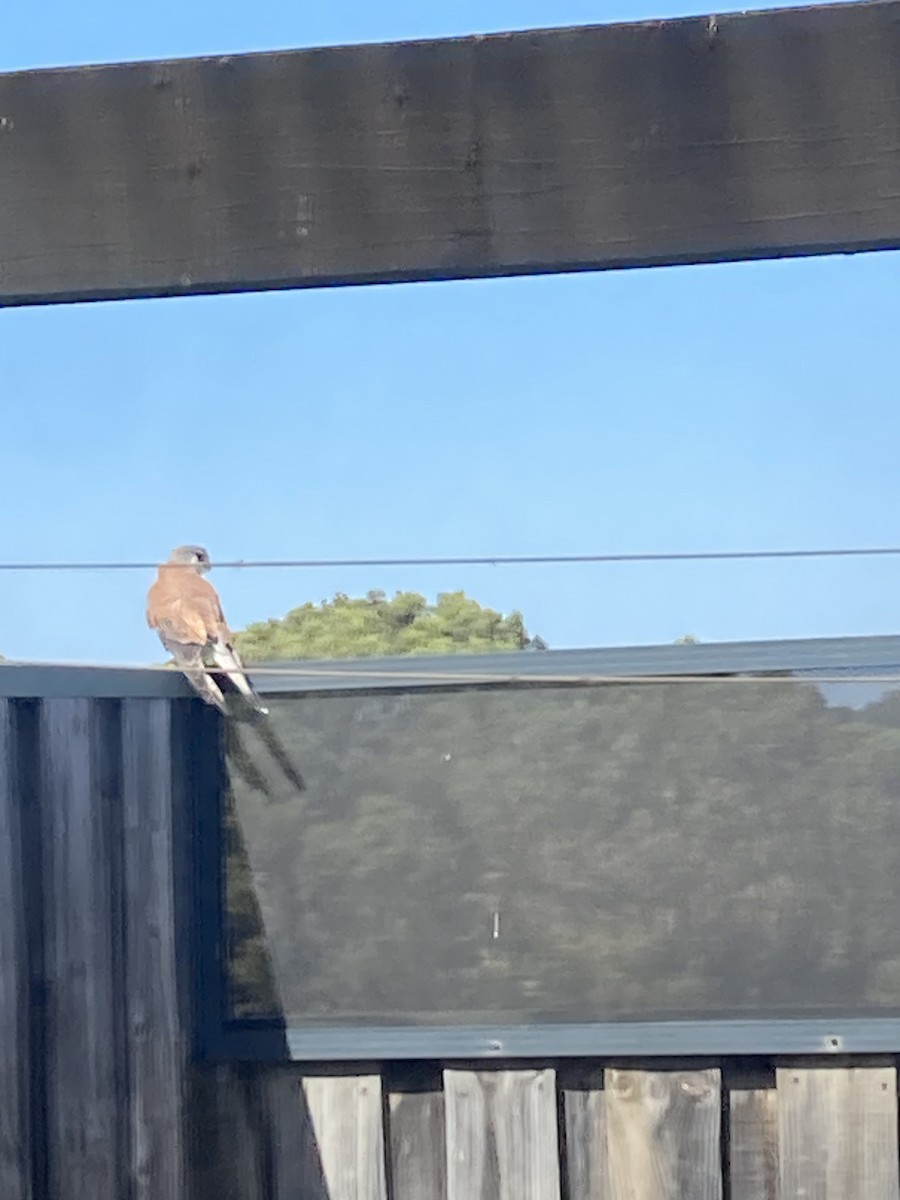 poštolka australská - ML616763276