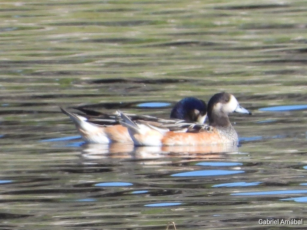 Chiloe Wigeon - ML616763295