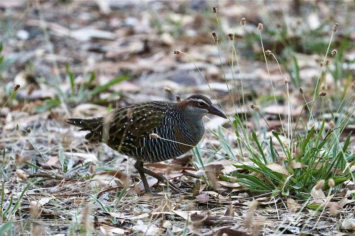 Buff-banded Rail - Alysse Page