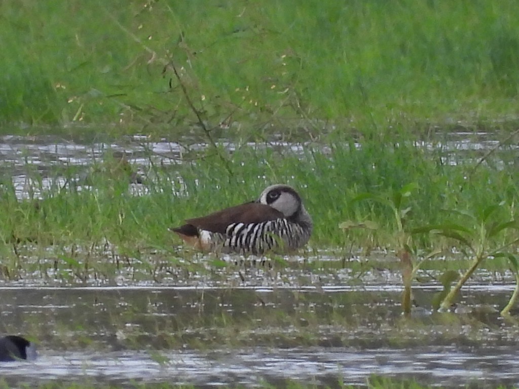 Pink-eared Duck - ML616763305