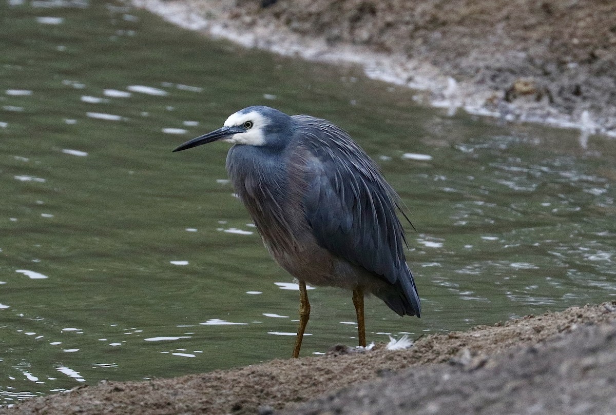 White-faced Heron - Alysse Page