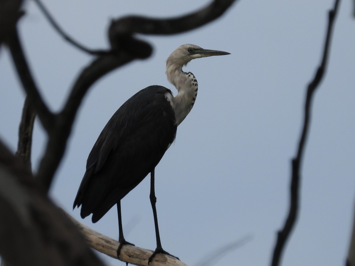 Garza Cuelliblanca - ML616763330