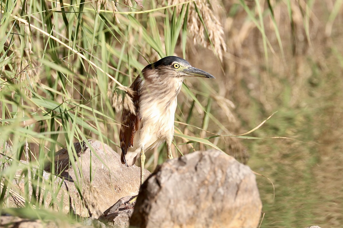 Nankeen Night Heron - ML616763363