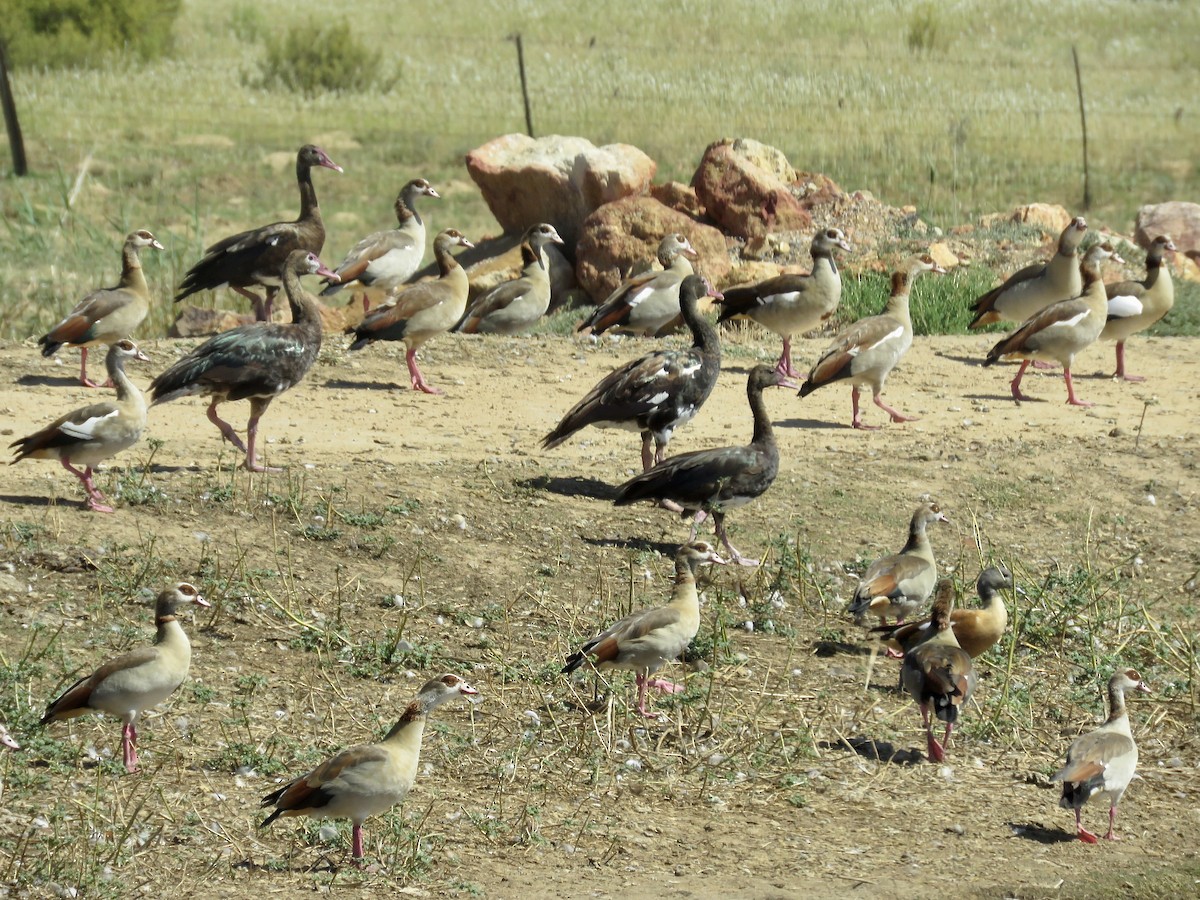 Spur-winged Goose (Southern) - ML616763380