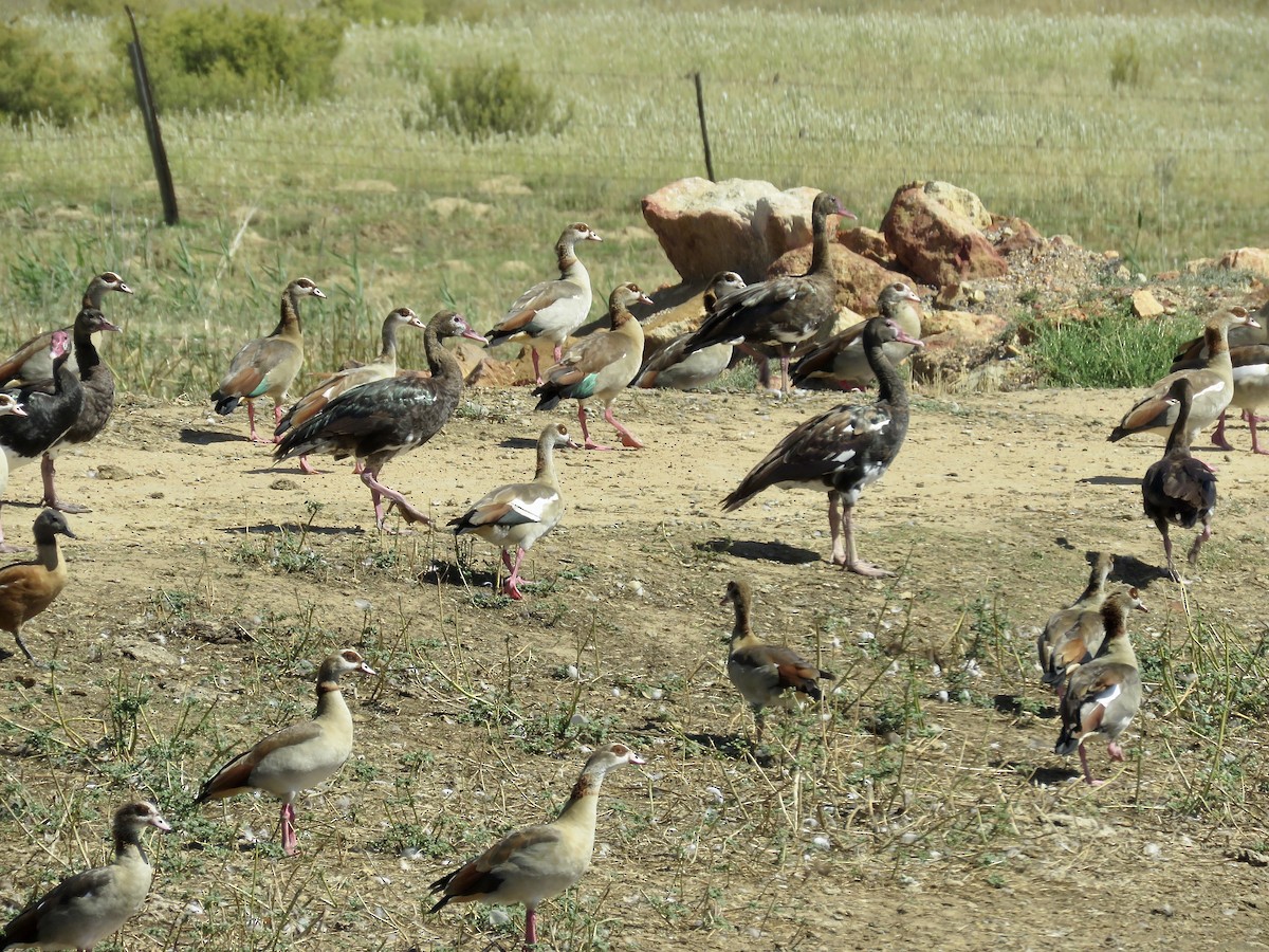 Spur-winged Goose (Southern) - ML616763381