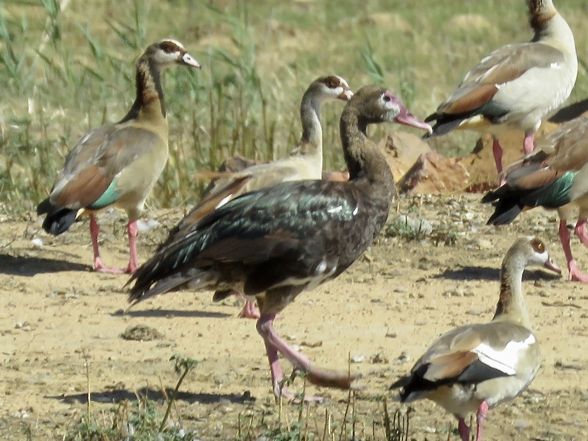 Spur-winged Goose (Southern) - Simon Pearce