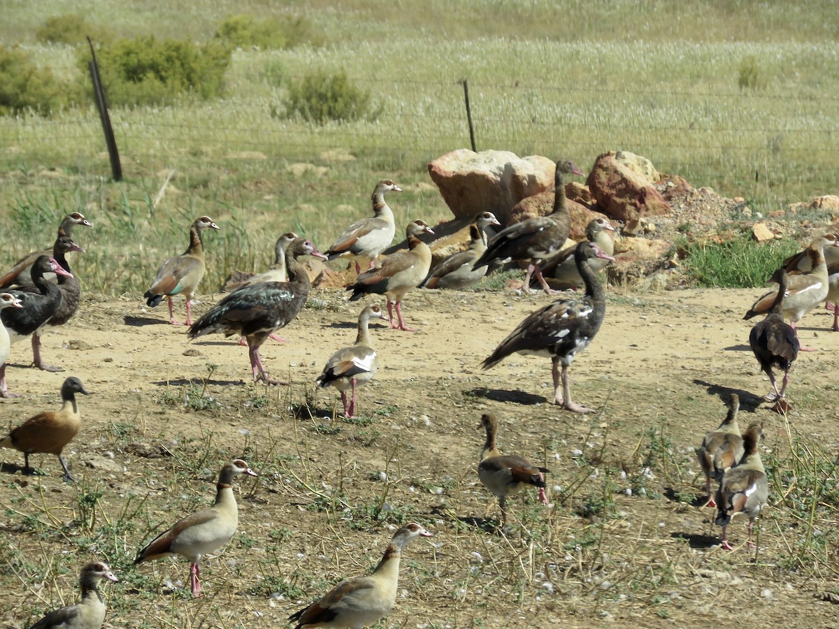 Spur-winged Goose (Southern) - ML616763392