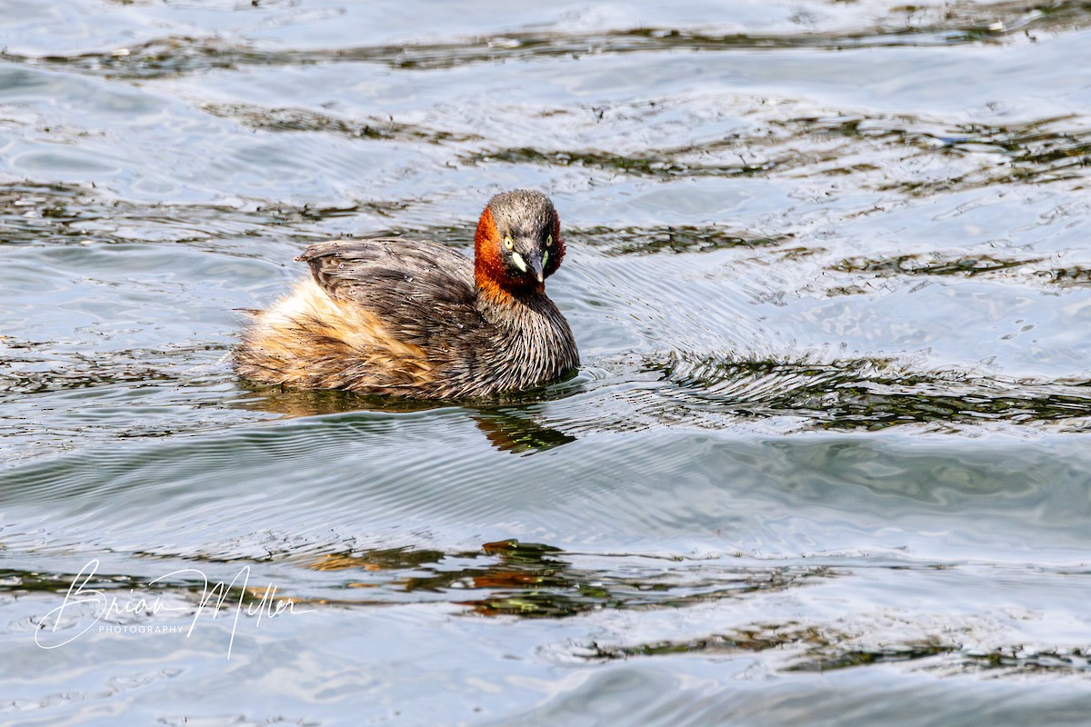 Little Grebe - ML616763427