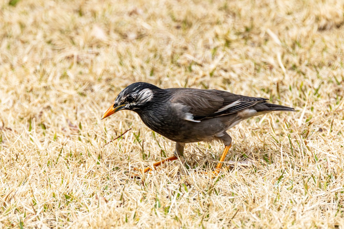 White-cheeked Starling - ML616763444