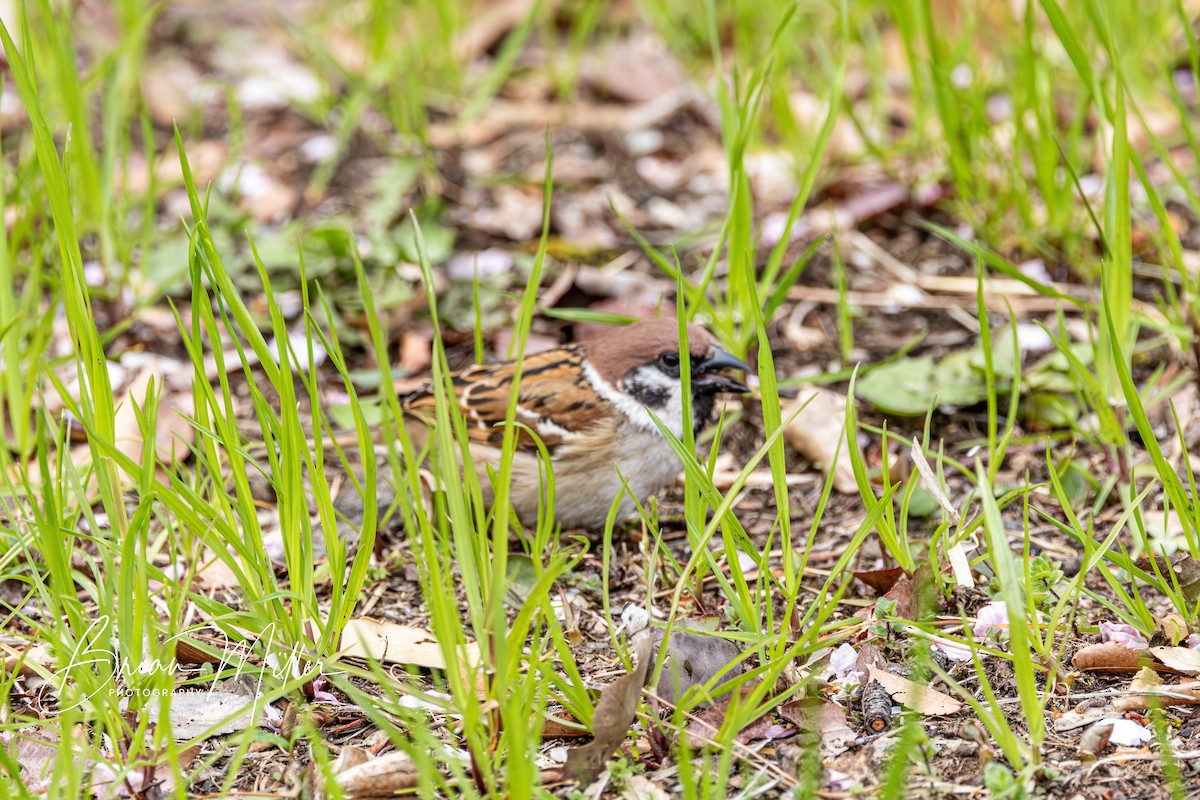 Eurasian Tree Sparrow - Brian Miller