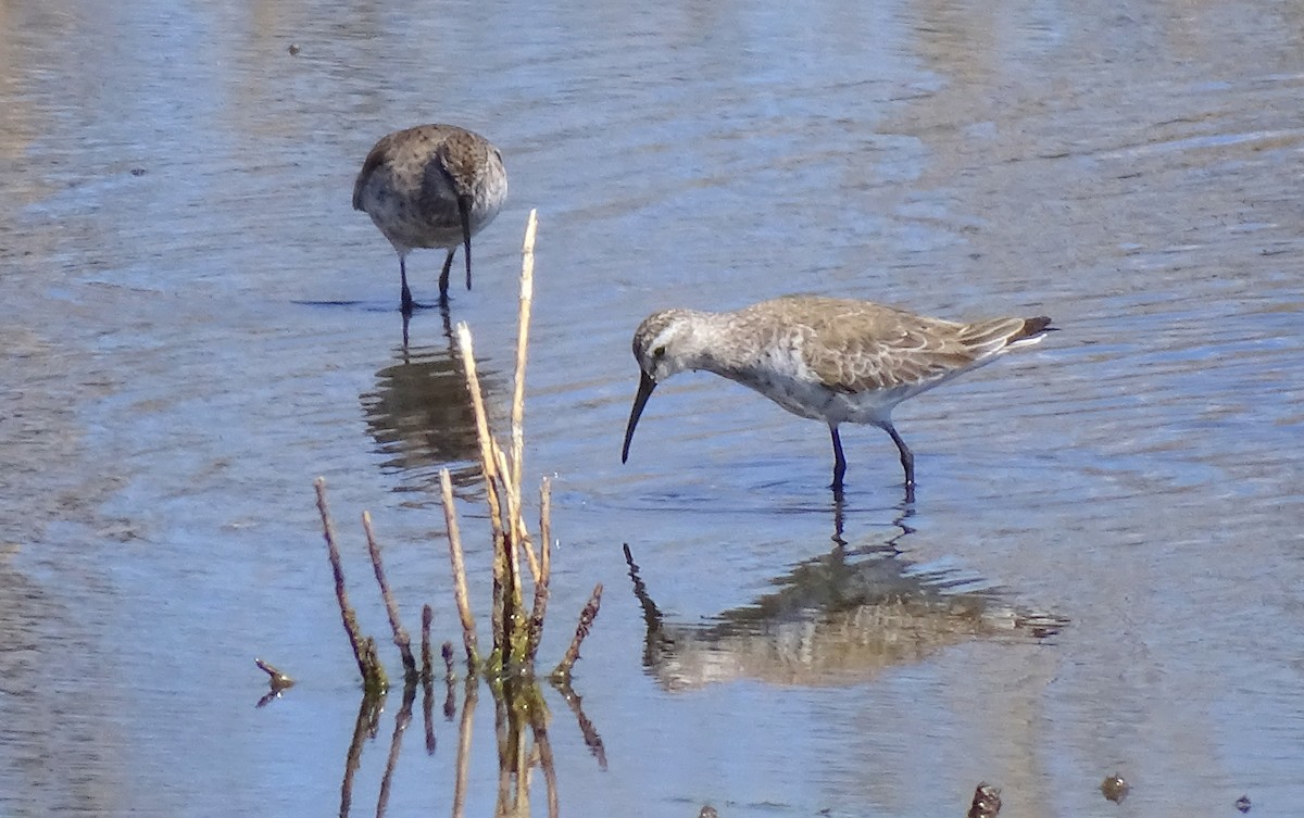 Curlew Sandpiper - Ángel Bereje Guidault