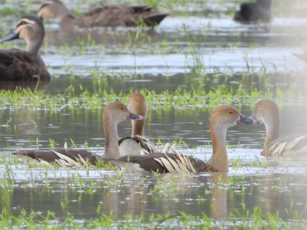 Plumed Whistling-Duck - ML616763472