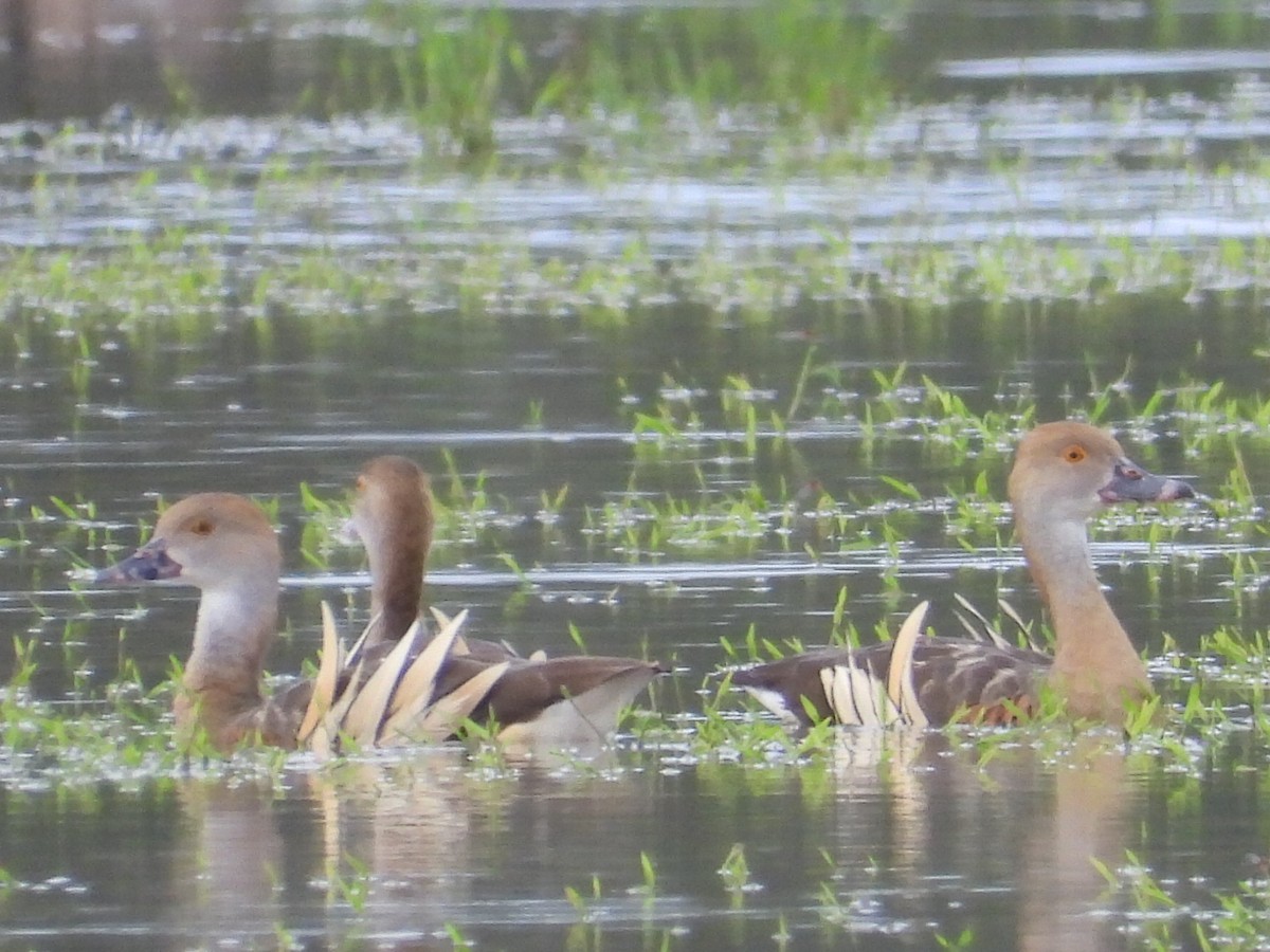 Plumed Whistling-Duck - ML616763473