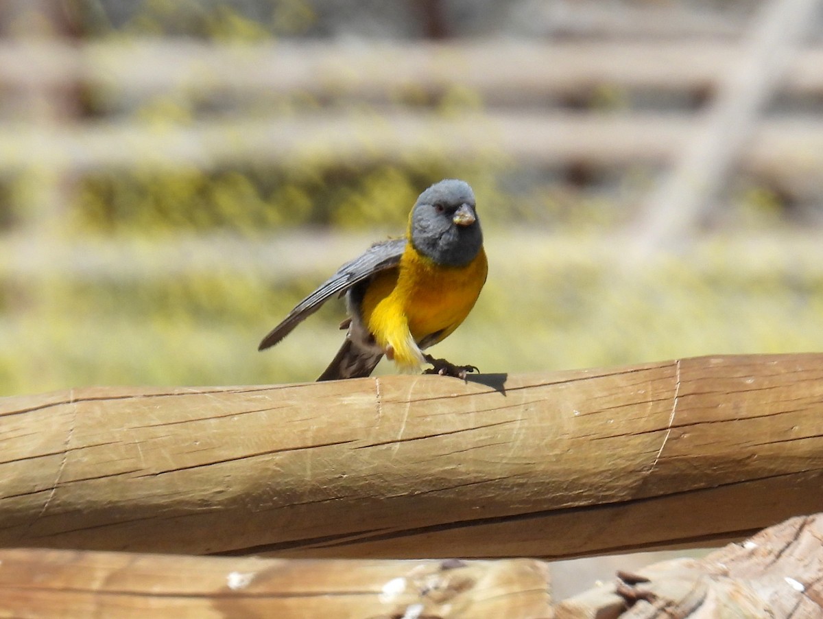 Gray-hooded Sierra Finch (gayi/caniceps) - bob butler