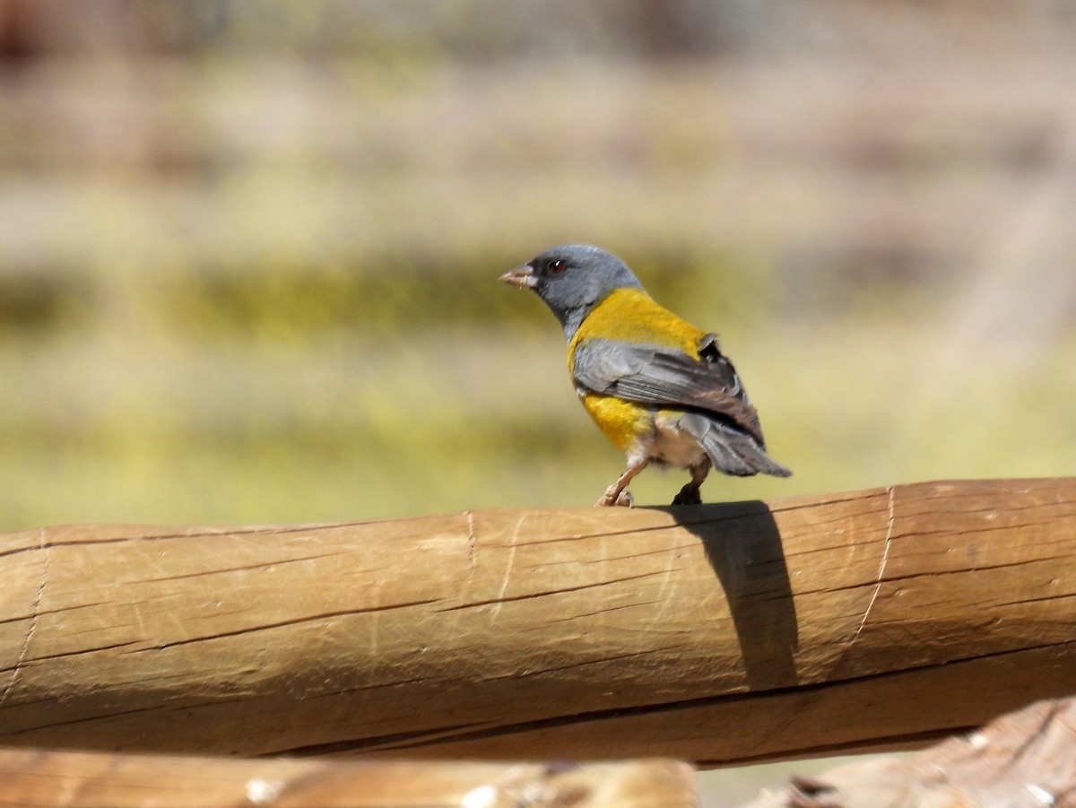 Gray-hooded Sierra Finch (gayi/caniceps) - ML616763479