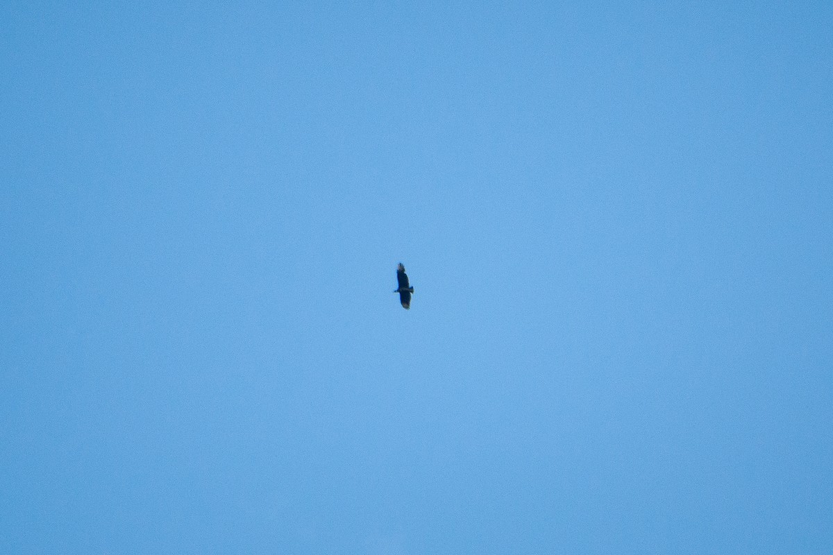 Black Vulture - ML616763482