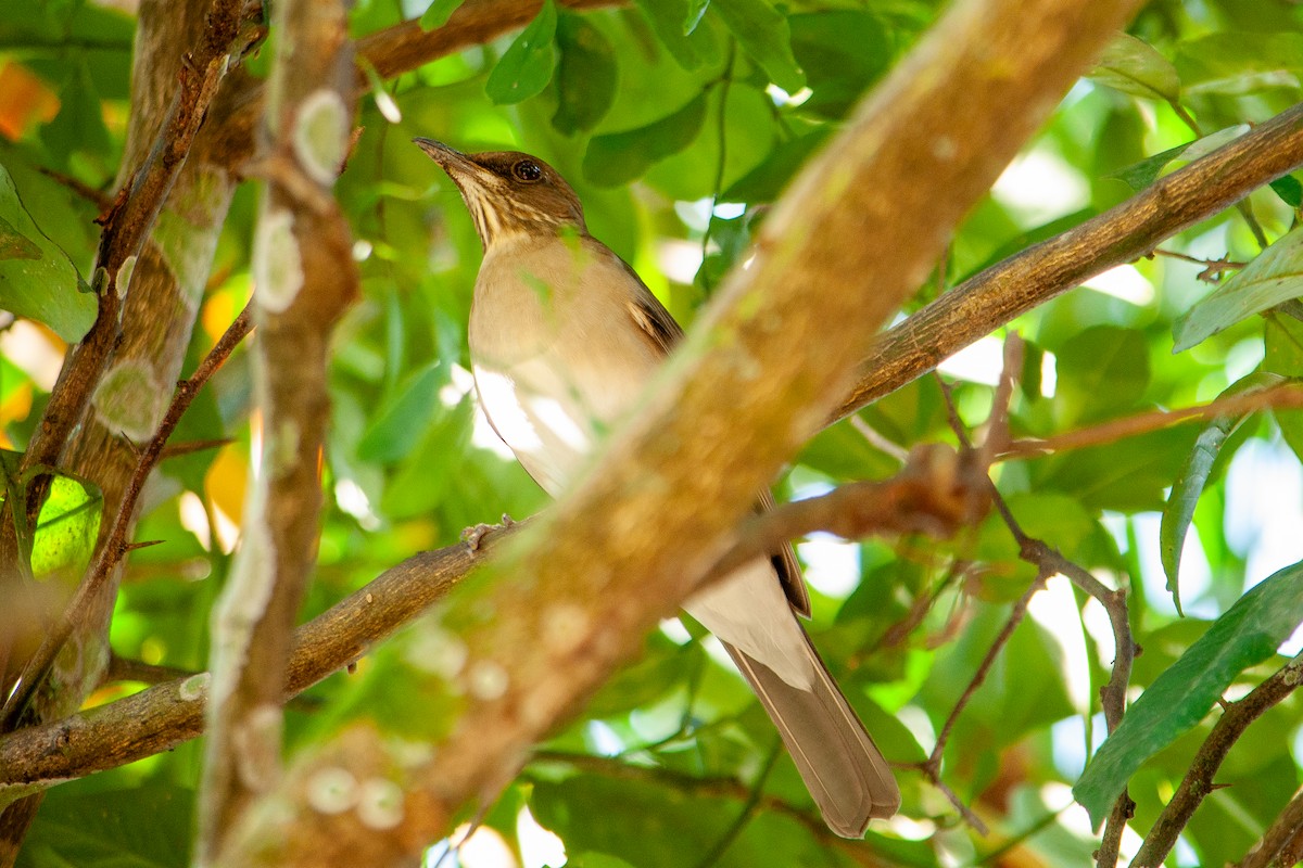 Creamy-bellied Thrush - ML616763492