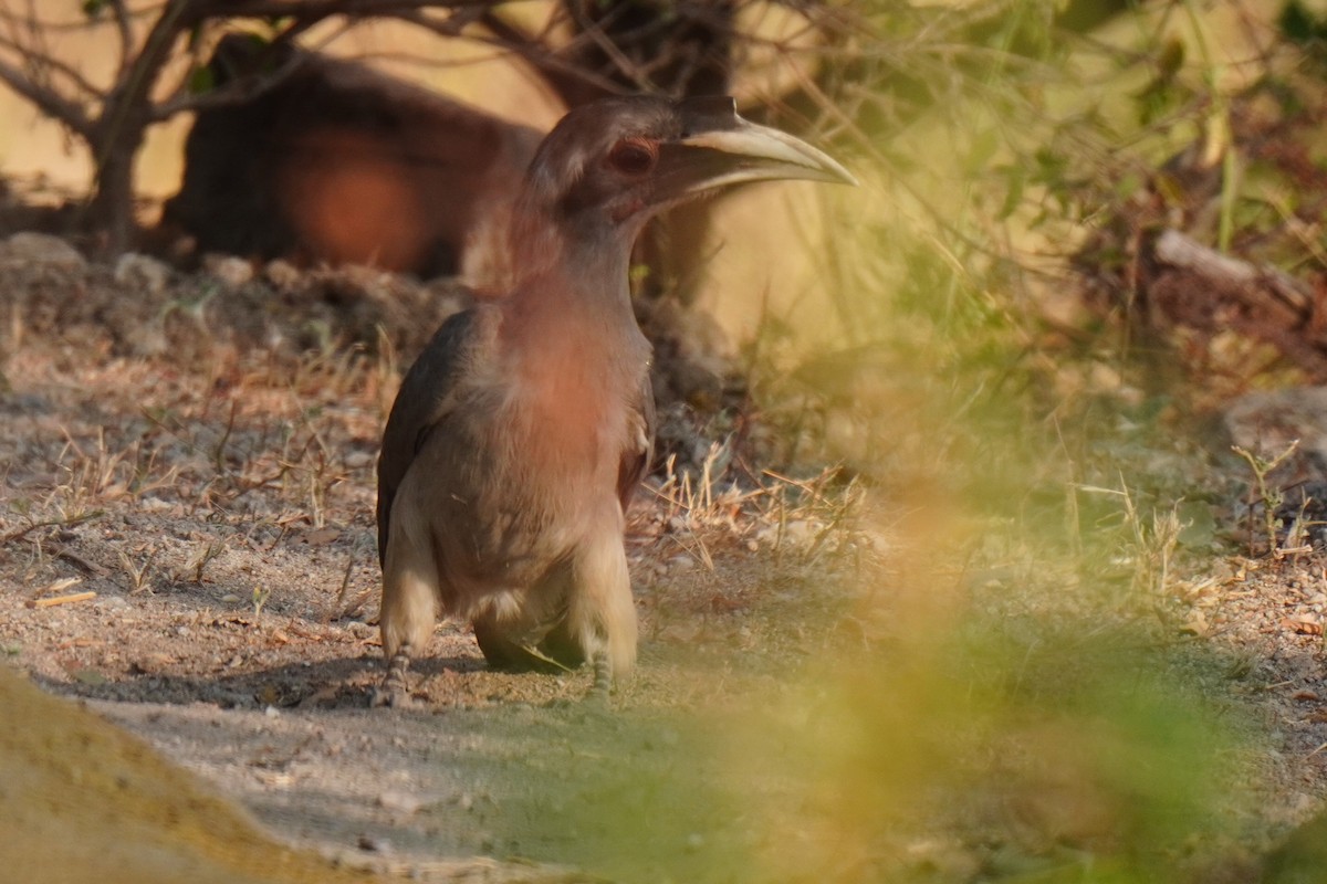 Indian Gray Hornbill - ML616763501