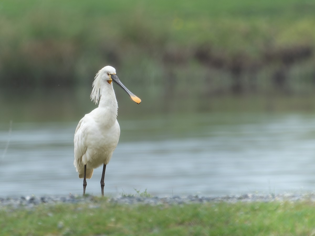 Eurasian Spoonbill - ML616763542