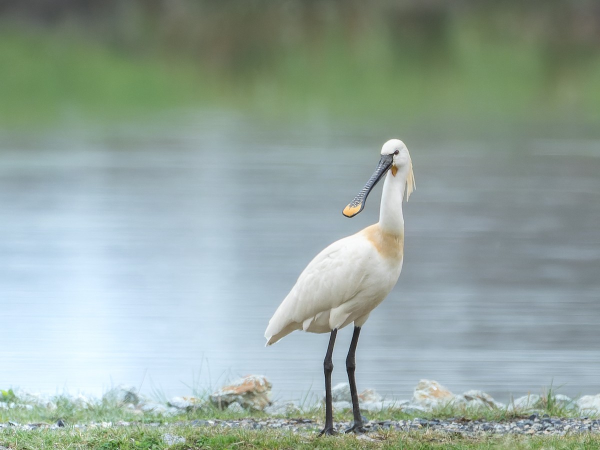 Eurasian Spoonbill - ML616763543